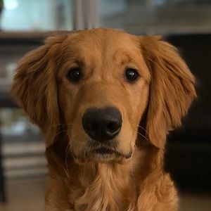 Meet your Posher, Caitlin